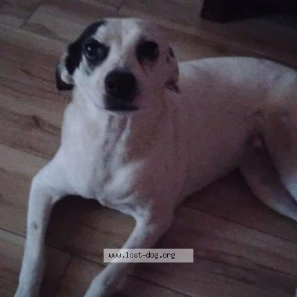 Photo 1/1 Penelopee Chien lost in Casa grande