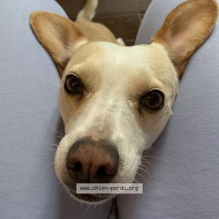 Photo 1/1 Neige Chien lost in Saint uze