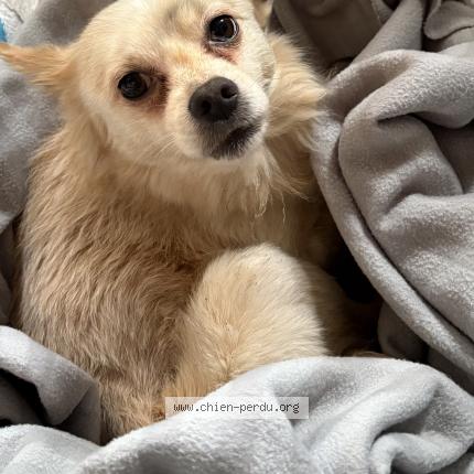 Photo 1/1 Found dog Found in Ponchon