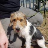 Picture of dog lost at Chouppes