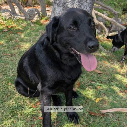 Photo 1/1 Found dog Found in Cordon