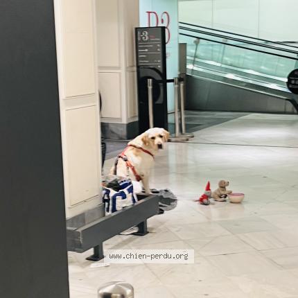 Photo 1/1 Found dog Found in Levallois