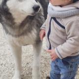 Picture of dog lost at St Felix