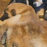 Picture of dog lost at Saint Fulgent Des Ormes