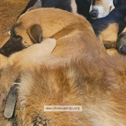 Photo 1/1 Tina Chien lost in Saint fulgent des ormes