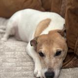 Picture of dog lost at Etainhus