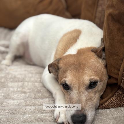 Photo 1/1 Garfield Chien lost in Etainhus