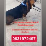Picture of dog lost at Castelssarrasin