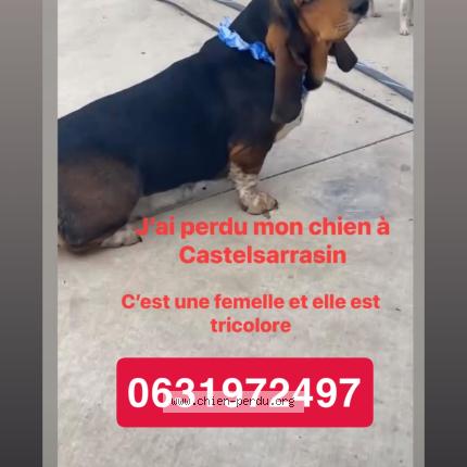 Photo 1/1 Tamara Chien lost in Castelssarrasin