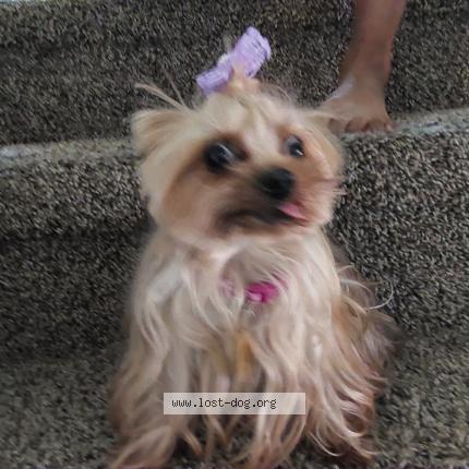 Photo 1/1 Reunited dog Lost in Midlothian texas