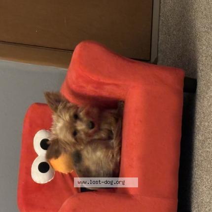 Photo 1/1 Reunited dog Lost in Brookfield