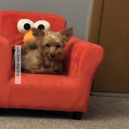 Photo 1/1 Reunited dog Lost in Brookfield