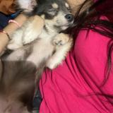 Picture of dog lost at Ales