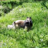 Picture of dog lost at Saint Pierre Roche