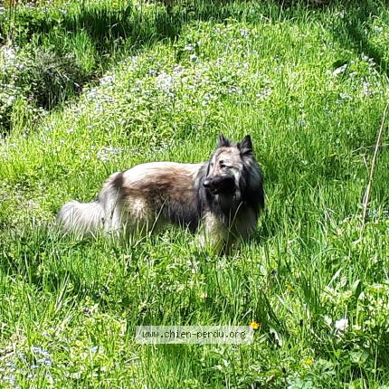 Photo 1/1 sébastien Chien lost in Saint pierre roche