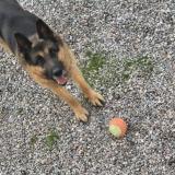 Picture of dog found at Sauvian