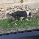 Picture of dog found at Forcalquier