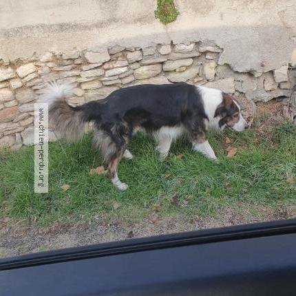 Photo 1/1 Found dog Found in Forcalquier