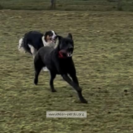 Photo 1/1 Found dog Found in Saint etienne de fougeres