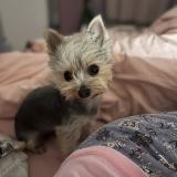 Picture of dog lost at Bellechaume