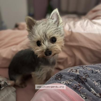 Photo 1/2 Pumba Chien lost in Bellechaume