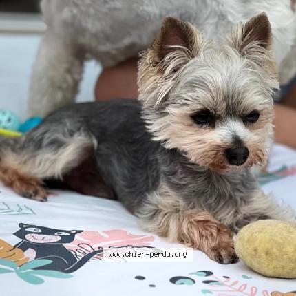 Photo 2/2 Pumba Chien lost in Bellechaume