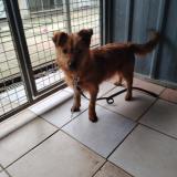 Picture of dog found at Saint Mard