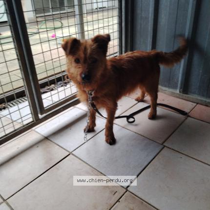 Photo 1/1 Found dog Found in Saint mard