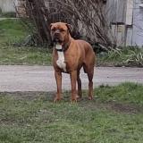 Picture of dog found at Genay