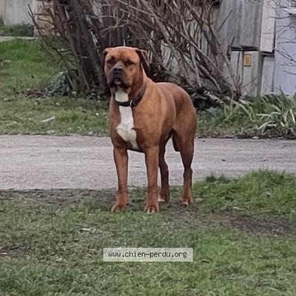 Photo 1/1 Found dog Found in Genay