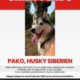 Picture of dog lost at Retiers