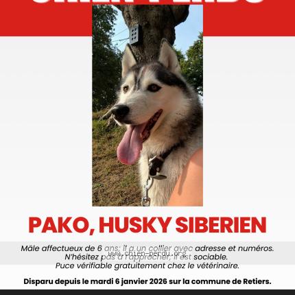 Photo 1/1 Pako Chien lost in Retiers