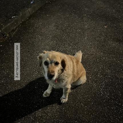 Photo 1/1 Dog reunited Found in Nivolas vermelle