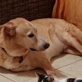 Picture of dog lost at Lamentin