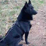 Picture of dog lost at Hauterive