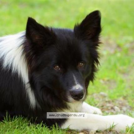 Photo 1/1 Nox Chien lost in Cabanac