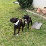 Picture of dog lost at Labastide Cezeracq