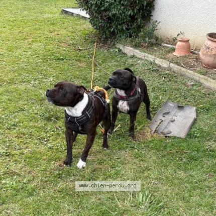 Photo 1/1 Bella Chien lost in Labastide cezeracq