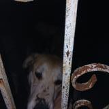 Picture of dog found at Saint Medard De Guizieres