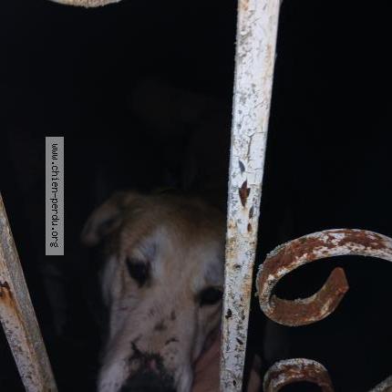 Photo 1/1 Found dog Found in Saint medard de guizieres