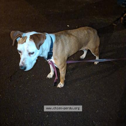 Photo 1/1 Found dog Found in Maromme