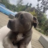 Picture of dog lost at Bize Minervois