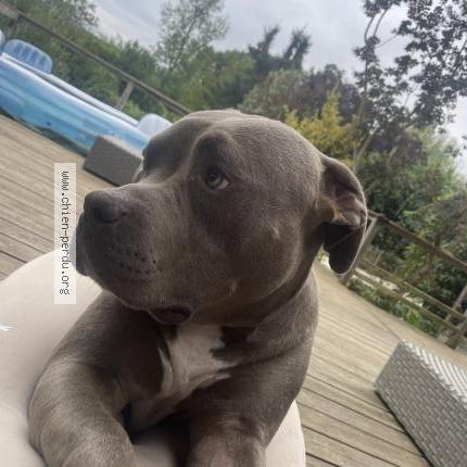 Photo 1/1 Boyka Chien lost in Bize minervois