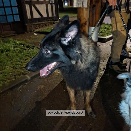 Photo 1/1 Found dog Found in Maromme