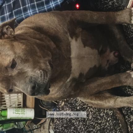 Picture of dog found at Newport