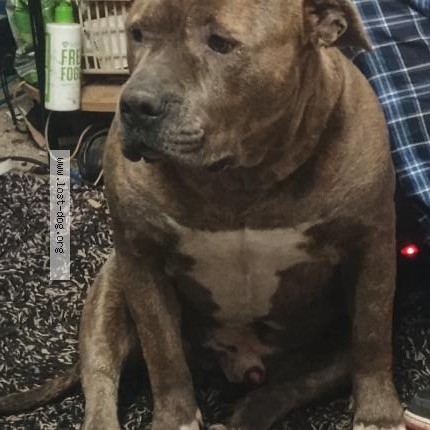 Photo 1/1 Found dog Found in Newport