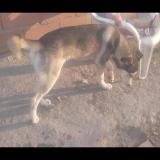 Picture of dog lost at Buenos Aires