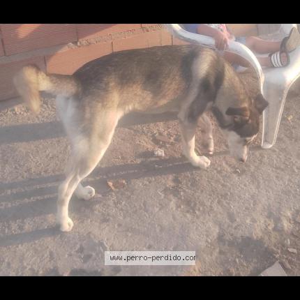 Photo 1/1 Roco Chien lost in Buenos aires