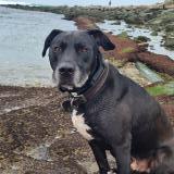 Picture of dog lost at Pont Du Chateau