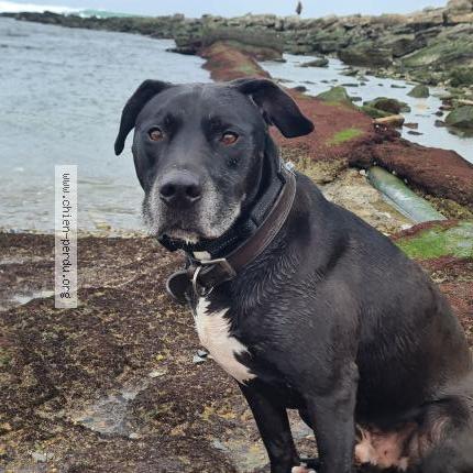 Photo 1/1 Power Chien lost in Pont du chateau